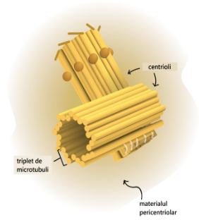 Structura centrozomului